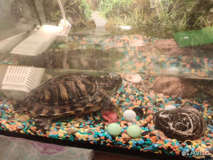 Красноухая черепаха бесплатно