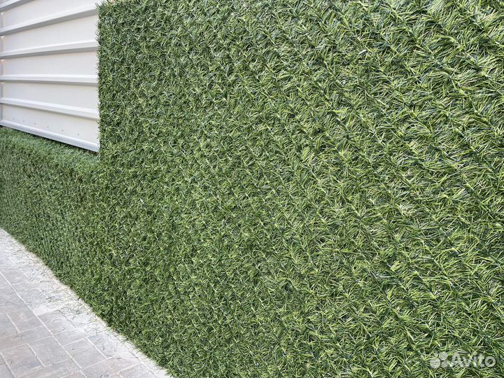 Зеленый Калифорнийский забор - изгородь