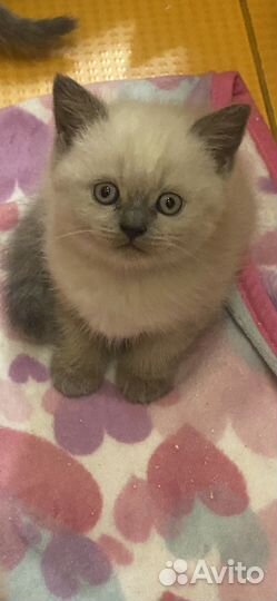Шотлпндские котята