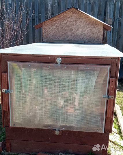 Курятник и 10 куриц