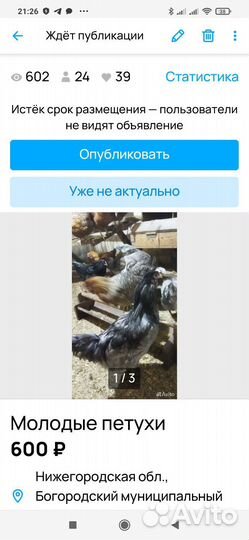 Продам петухов