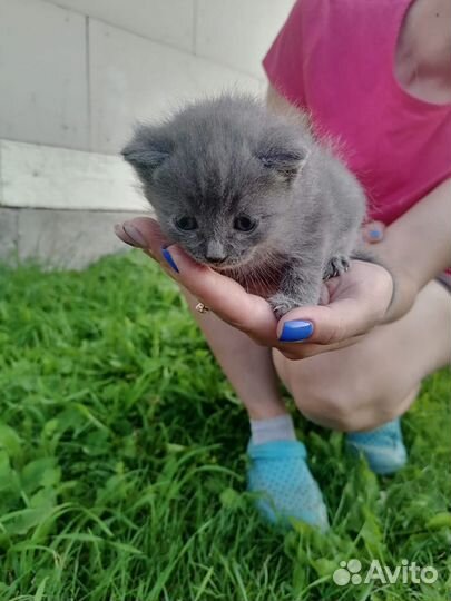 Отдам в добрые руки котят