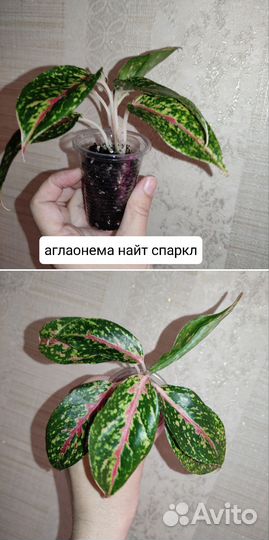 Комнатные растения разные