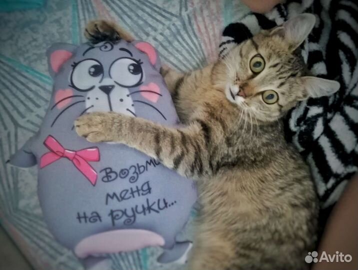 Кошка Мяу ищет семью (бесплатно, в хорошие руки)