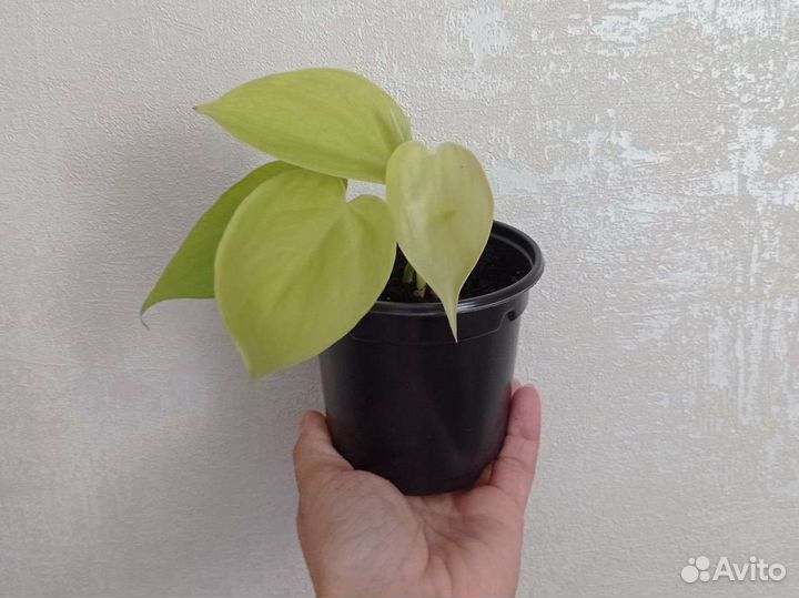 Филодендрон сканденс миканс лайм