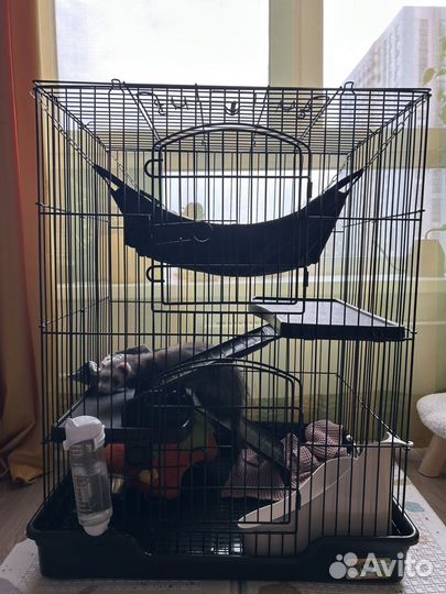 Домашний хорек