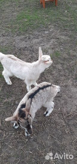 Козлята