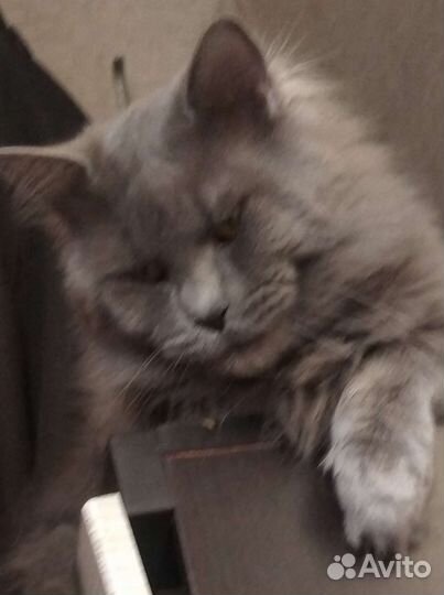 Мейн-кун вязка