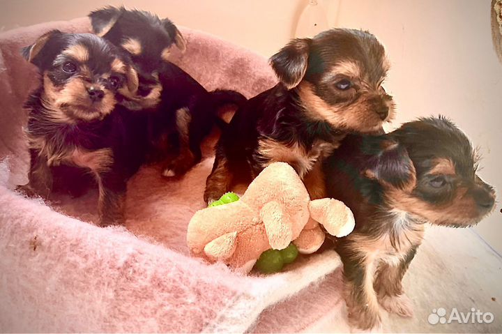 Собаки щенки маленькой породы