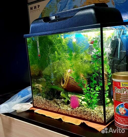 Аквариум 30 л с неонами и креветками