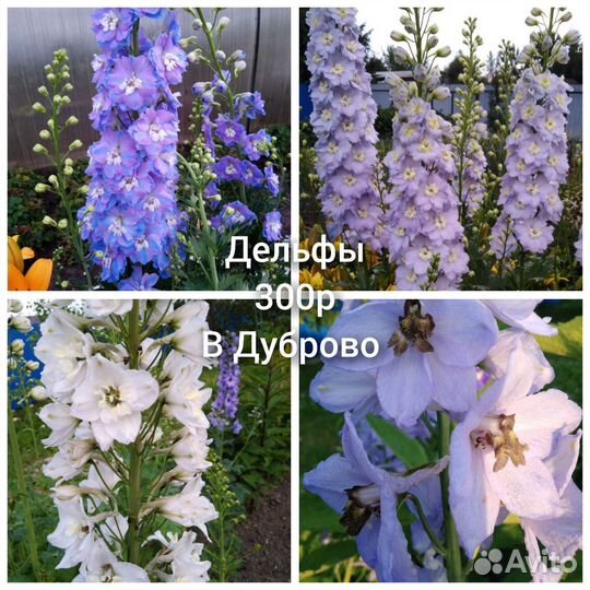Дельфиниум