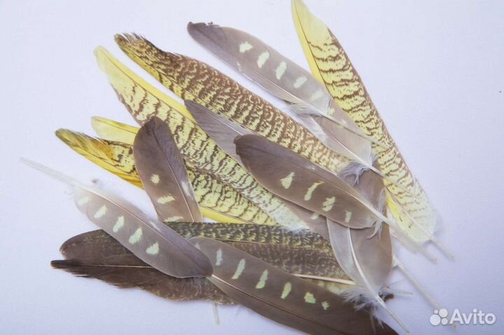 Перья попугая кореллы