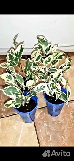 Фикус вариегатный