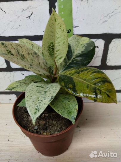 Фикус шривериана