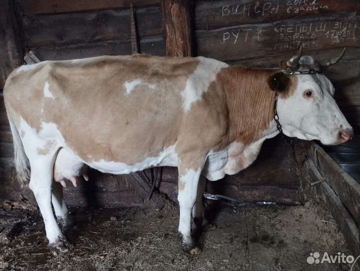 Корова с теленком