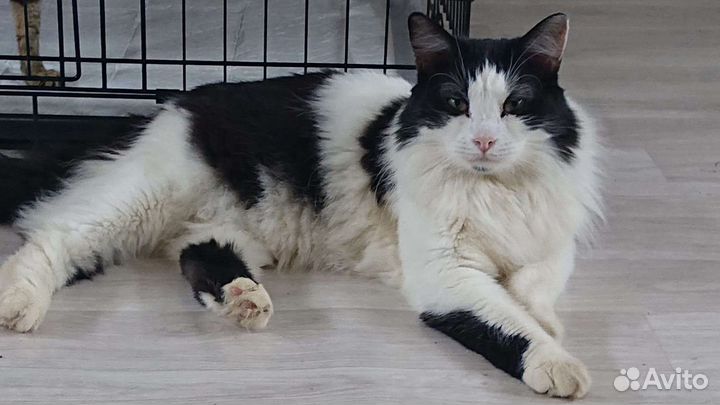 Порода сибирская,котик 2 года