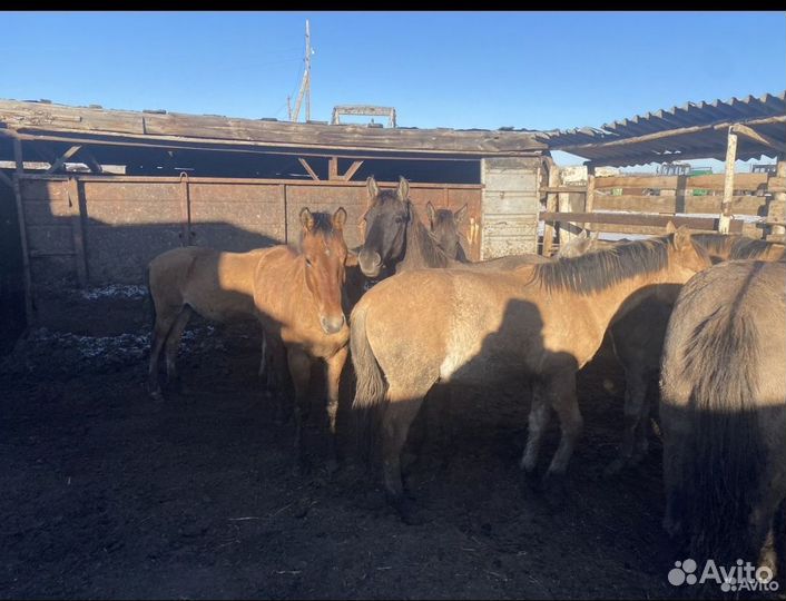 Мясо конина