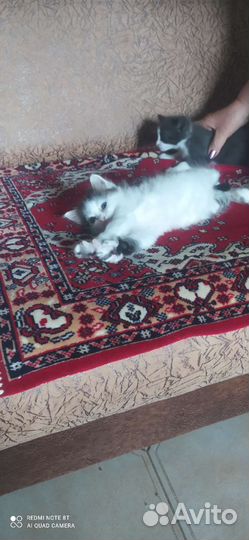Отдам в хорошие руки двух котят,возраст 1 м