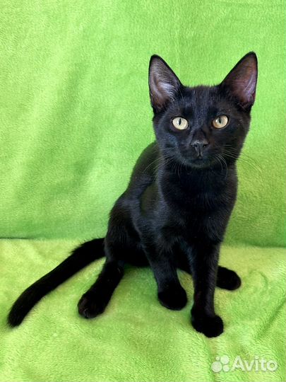 Котёнок Черчилль в добрые руки