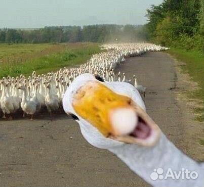 Утки индийский бегунок