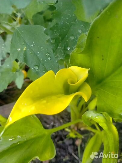 Калла желтая