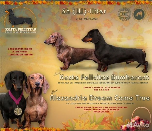 Щенки таксы