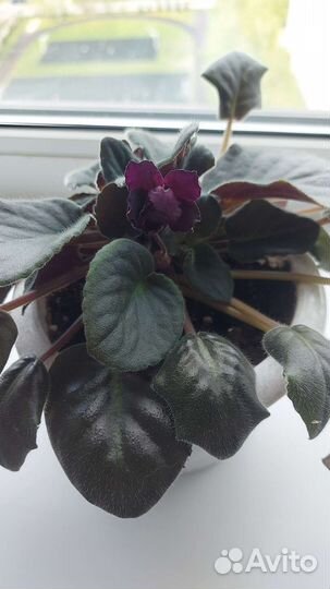 Фиалки сортовые