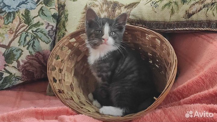 Дымчатый котенок-девочка Лапочка