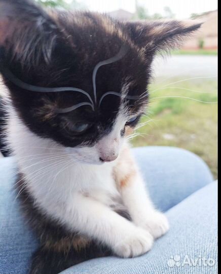 Котенок Лиза ищет дом