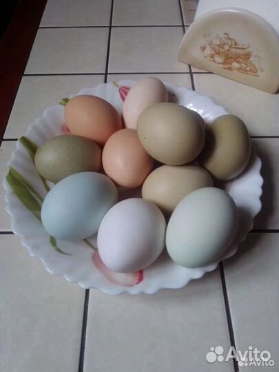 Домашние куриные яйца