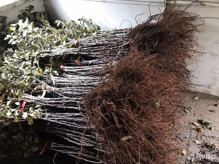 Саженцы плодовых деревьев