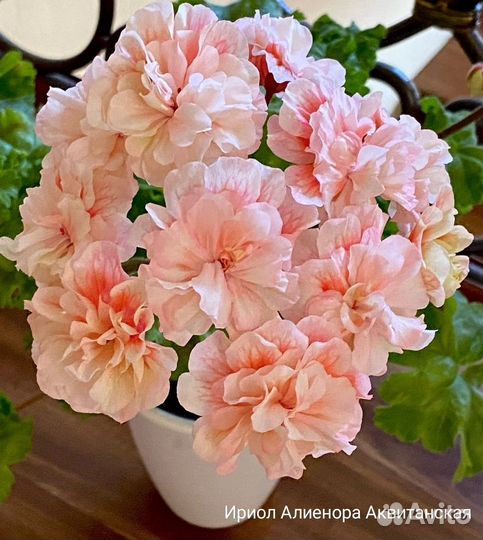 Срезы сортовых пеларгоний