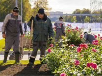 Ландшафтнве работы, озеленение, уборка снега