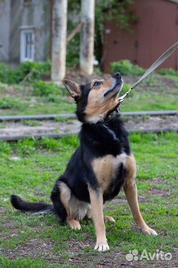 Миниатюрная Клоди