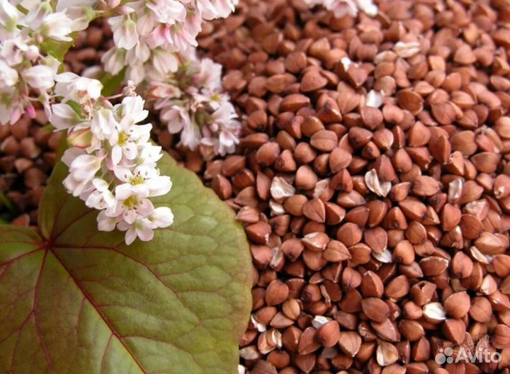 Опыление пчелами