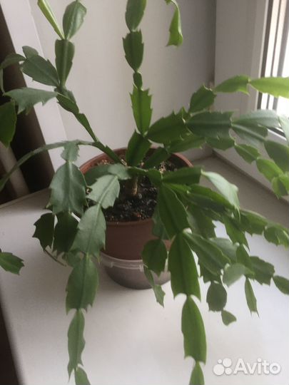 Декабрист розовый