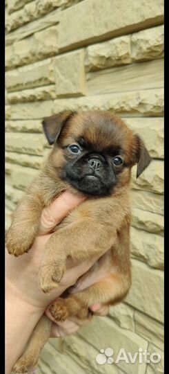 Малый брабансон