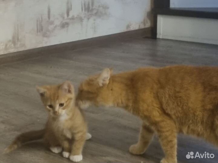 Котята в добрые руки бесплатно