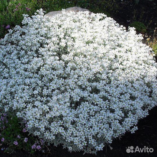 Многолетние почвопокровные растения и примулы