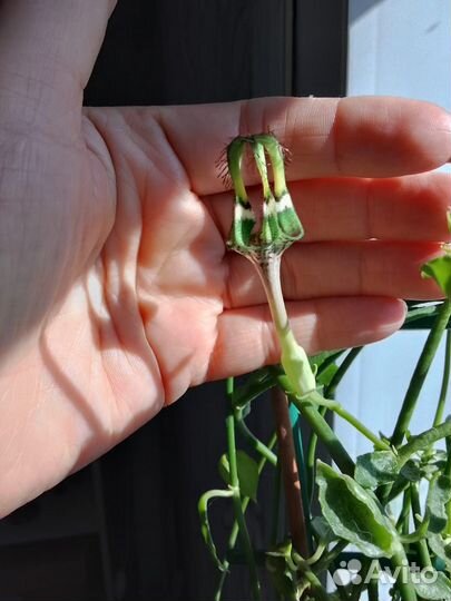 Церопегия сандерсона