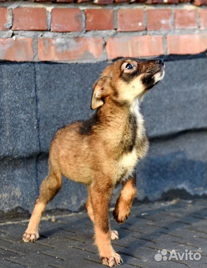 Щенок в добрые руки