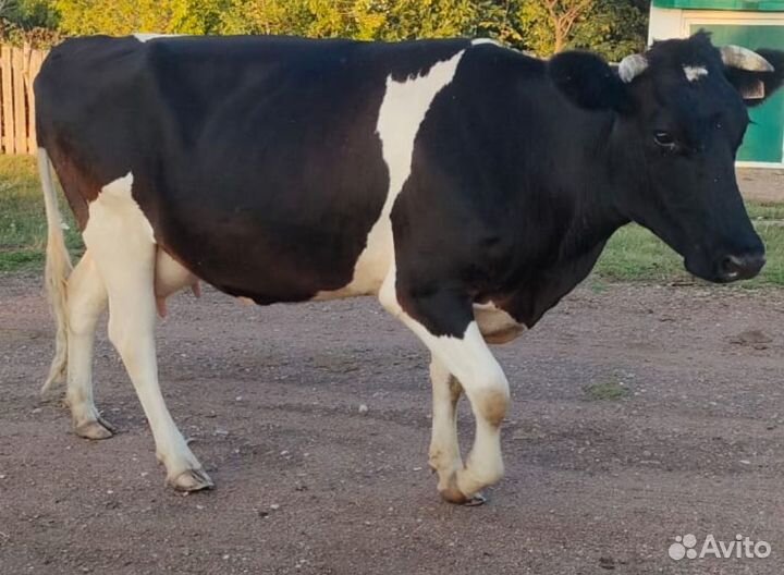 Корова стельная дойная