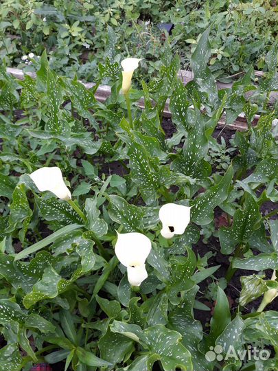 Цветы каллы