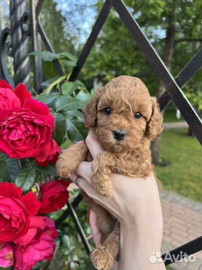 Той-пудель ред браун РКФ девочка