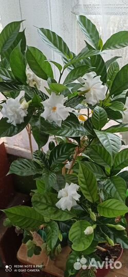 Табернемонтана