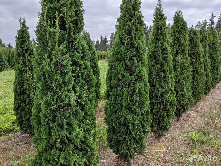 Туя Колумна Западная 1,4-1,6 м