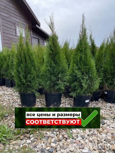 Туя смарагд 1 м свежая копка 2023