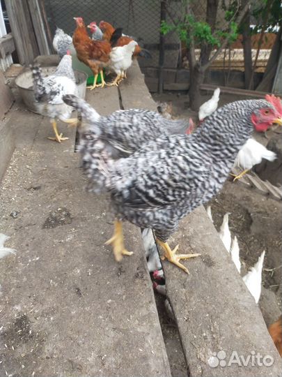 Куры молодки несушки