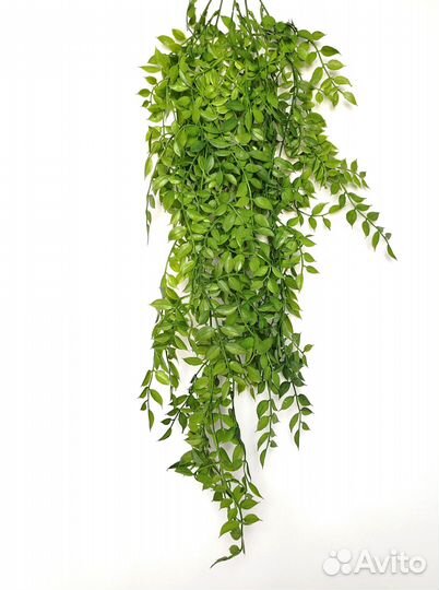 Комнатные растения дисхидия опт