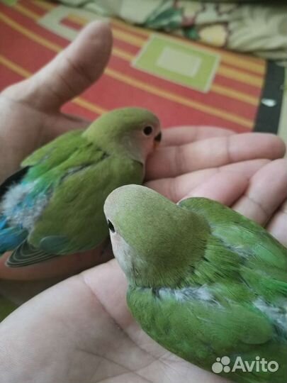 Попугаи неразлучники